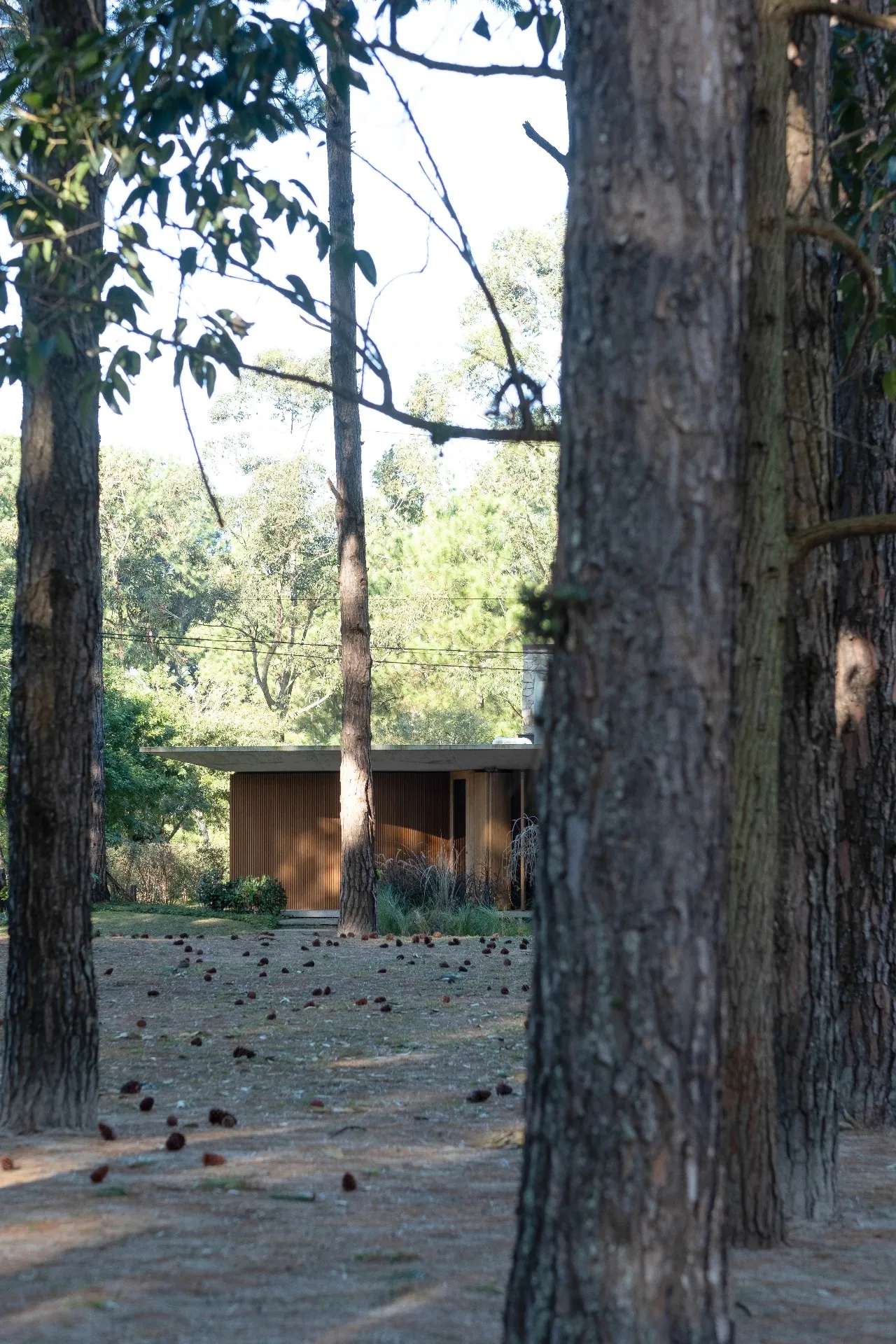 Minimalist house among pine trees, reflecting responsible architecture